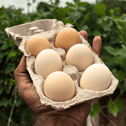 Eggs - Kadaknath