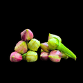 மூக்குத்தி அவரை - Mukuthi Avarai (Clove Beans)
