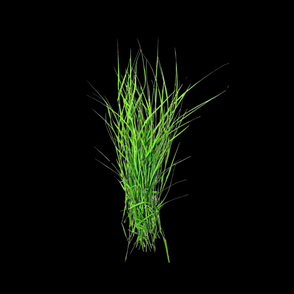 அருகம்புல் (Arugampul) - (used for health drinks)