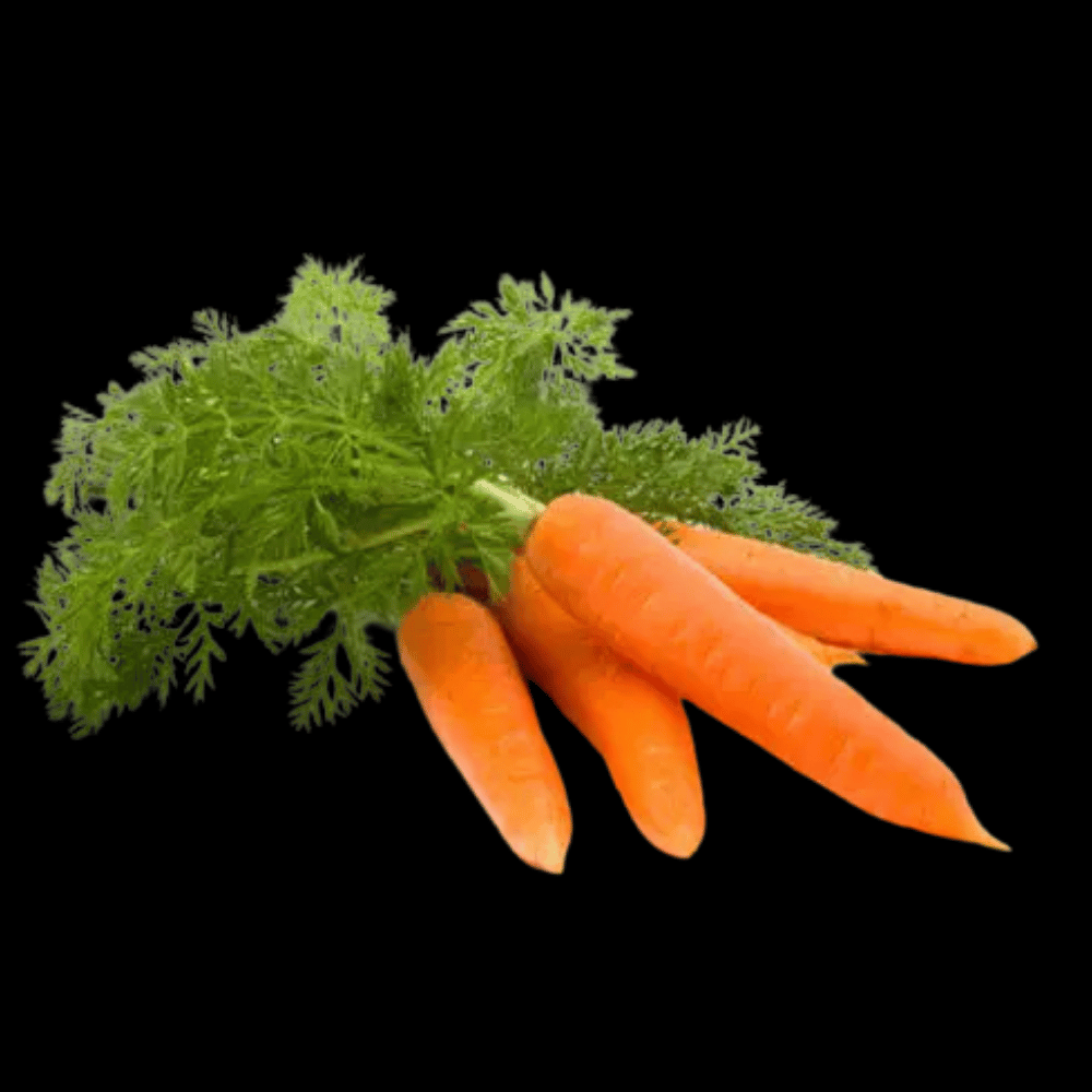 கேரட் - Carrot
