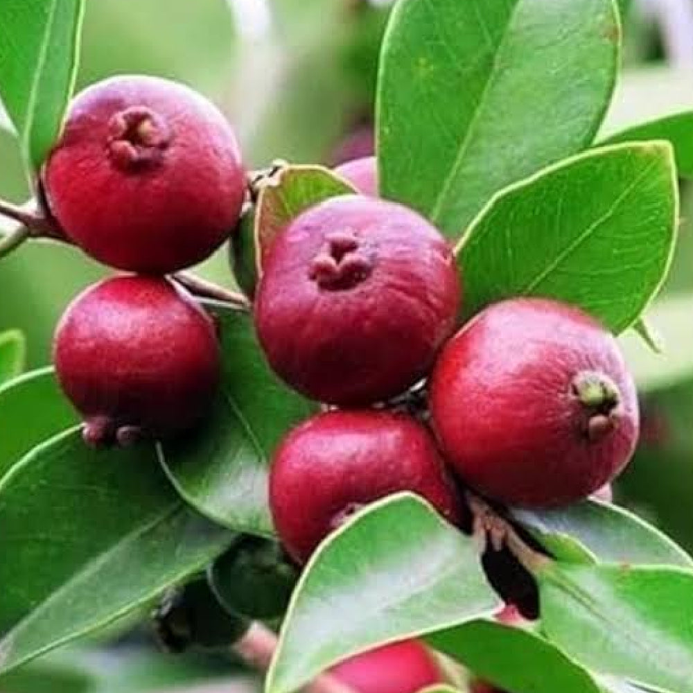 சீனக் கொய்யா – Chinese Guava