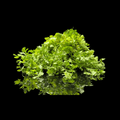 கொத்தமல்லி - Coriander Leaves 80-100gms (Kothamalli)