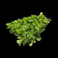 கருவேப்பில்லை - Curry Leaves 80-100gms (Karuvepillai)