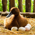Eggs - Duck
