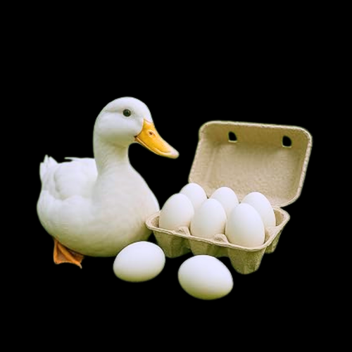 Eggs - Duck