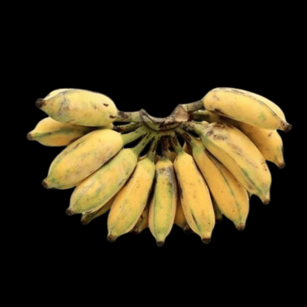 தேன் வாழைப்பழம் - Honey Banana