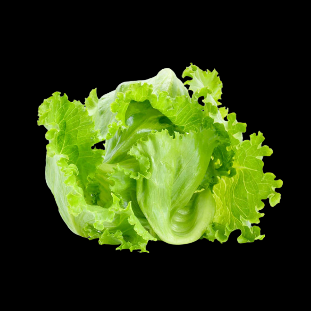 ஐஸ்பெர்க் கீரை - Iceberg lettuce