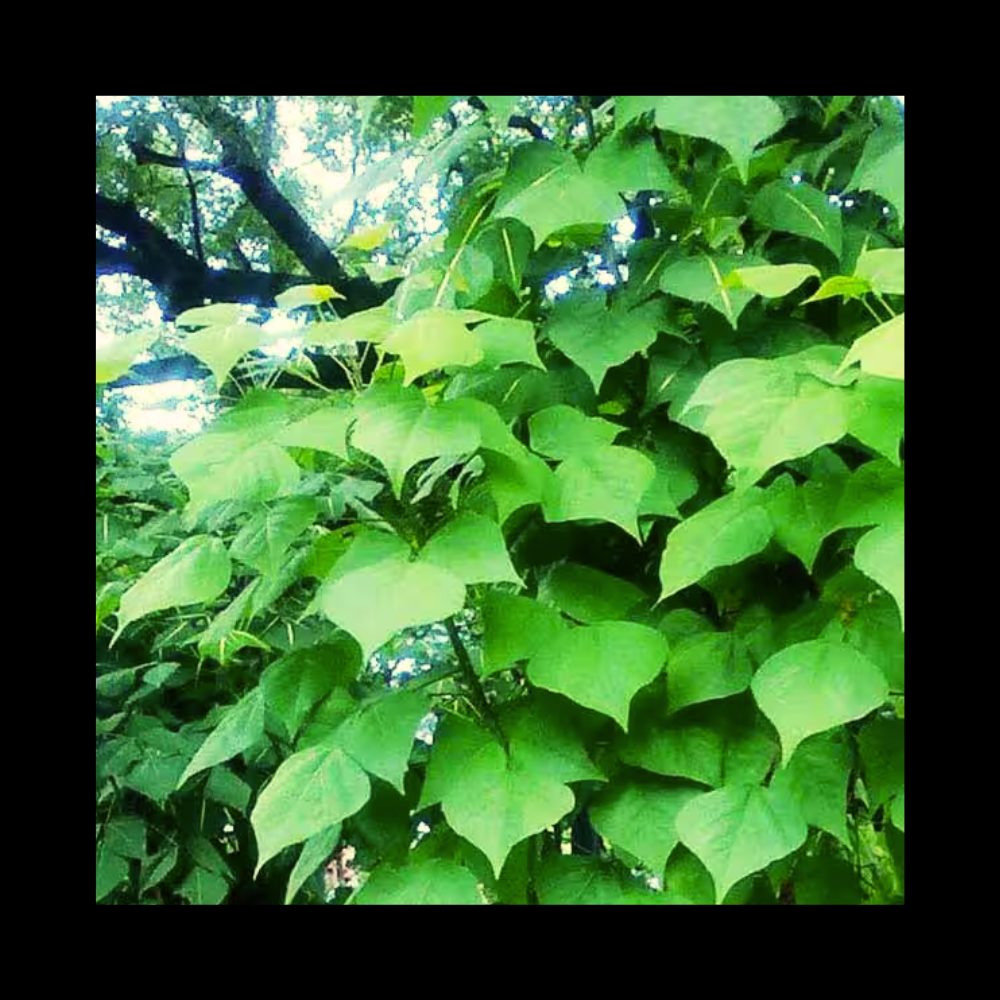 கல்யாண முருங்கை - Kalyana Murungai