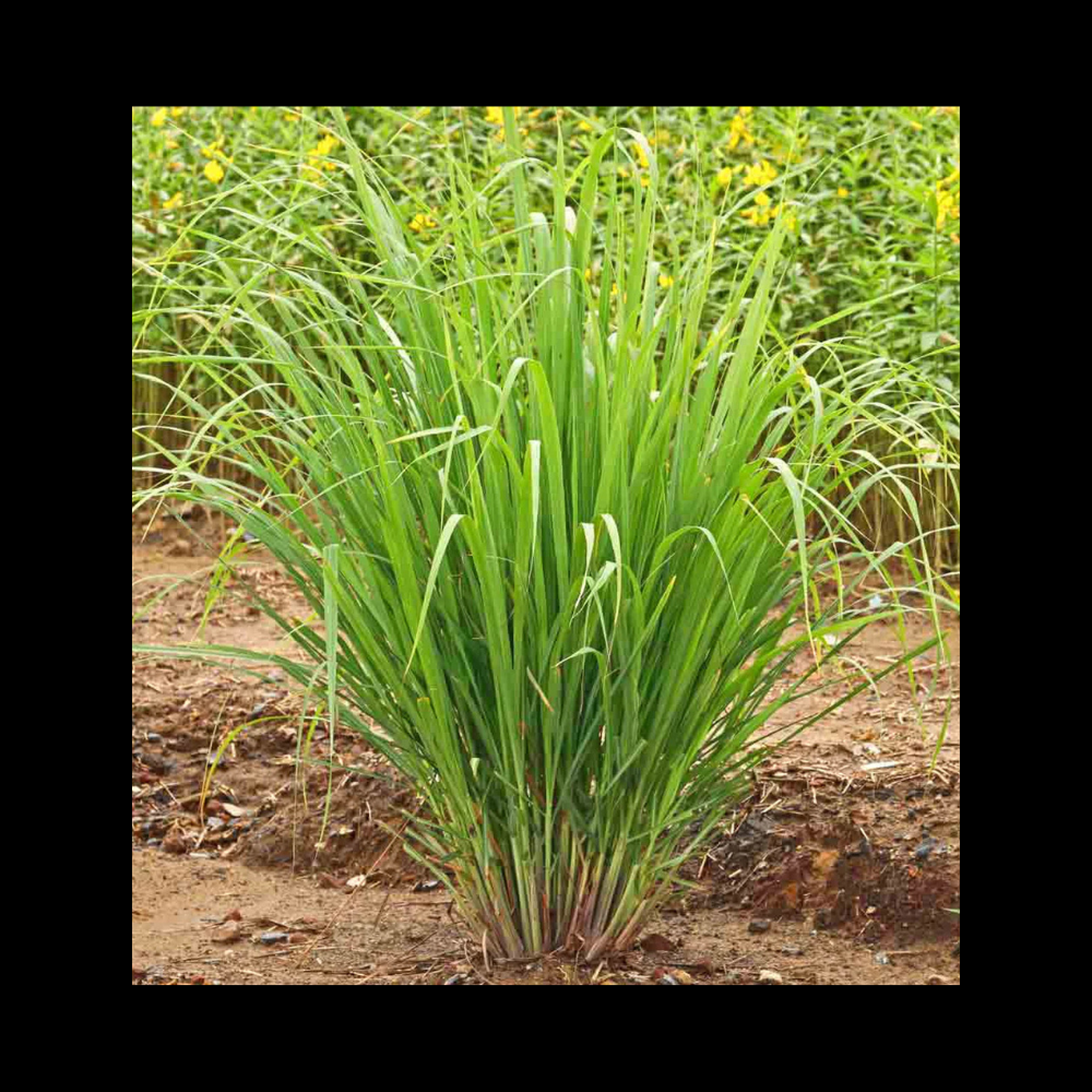 லெமன் கிராஸ் - Lemon Grass