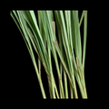 லெமன் கிராஸ் - Lemon Grass