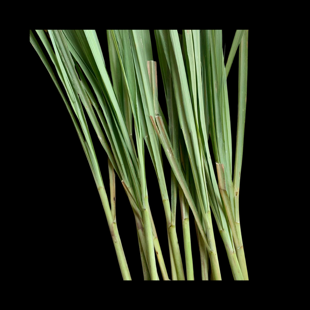 லெமன் கிராஸ் - Lemon Grass