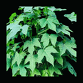 மாயன் கீரை - Mayan Keerai
