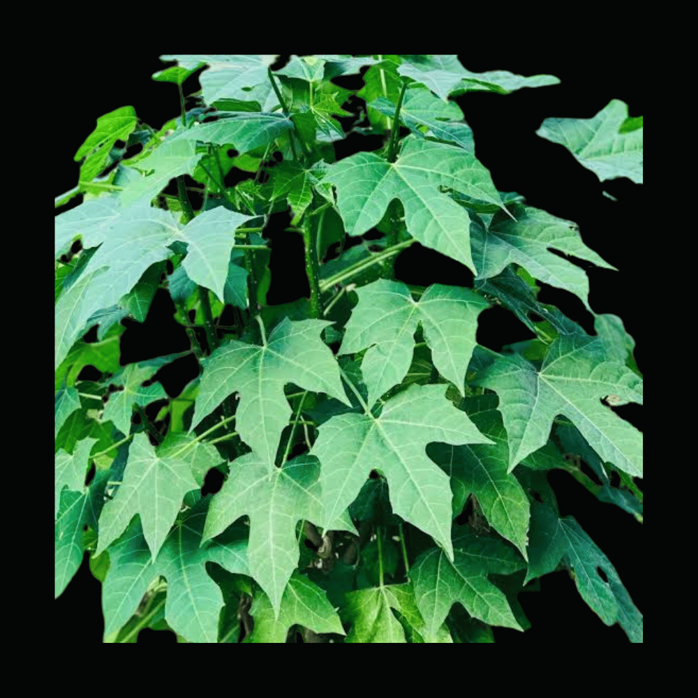மாயன் கீரை - Mayan Keerai