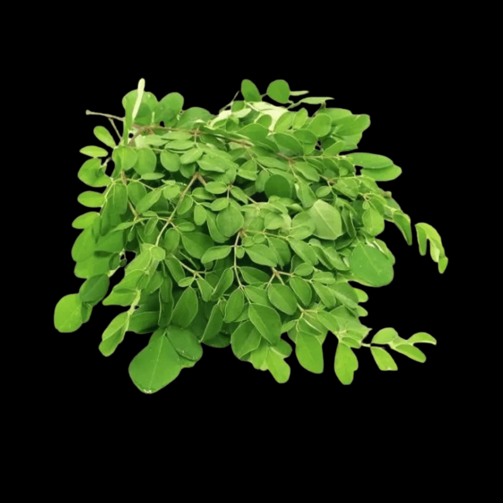 முருங்கை கீரை (Murungai Keerai) - Drumstick Leaves