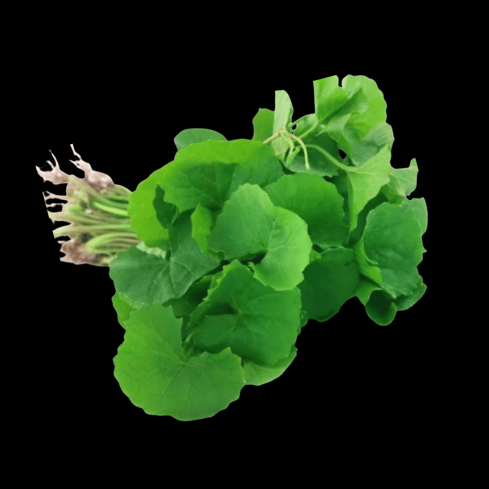 நாட்டு வல்லாரை - Nattu Vallarai