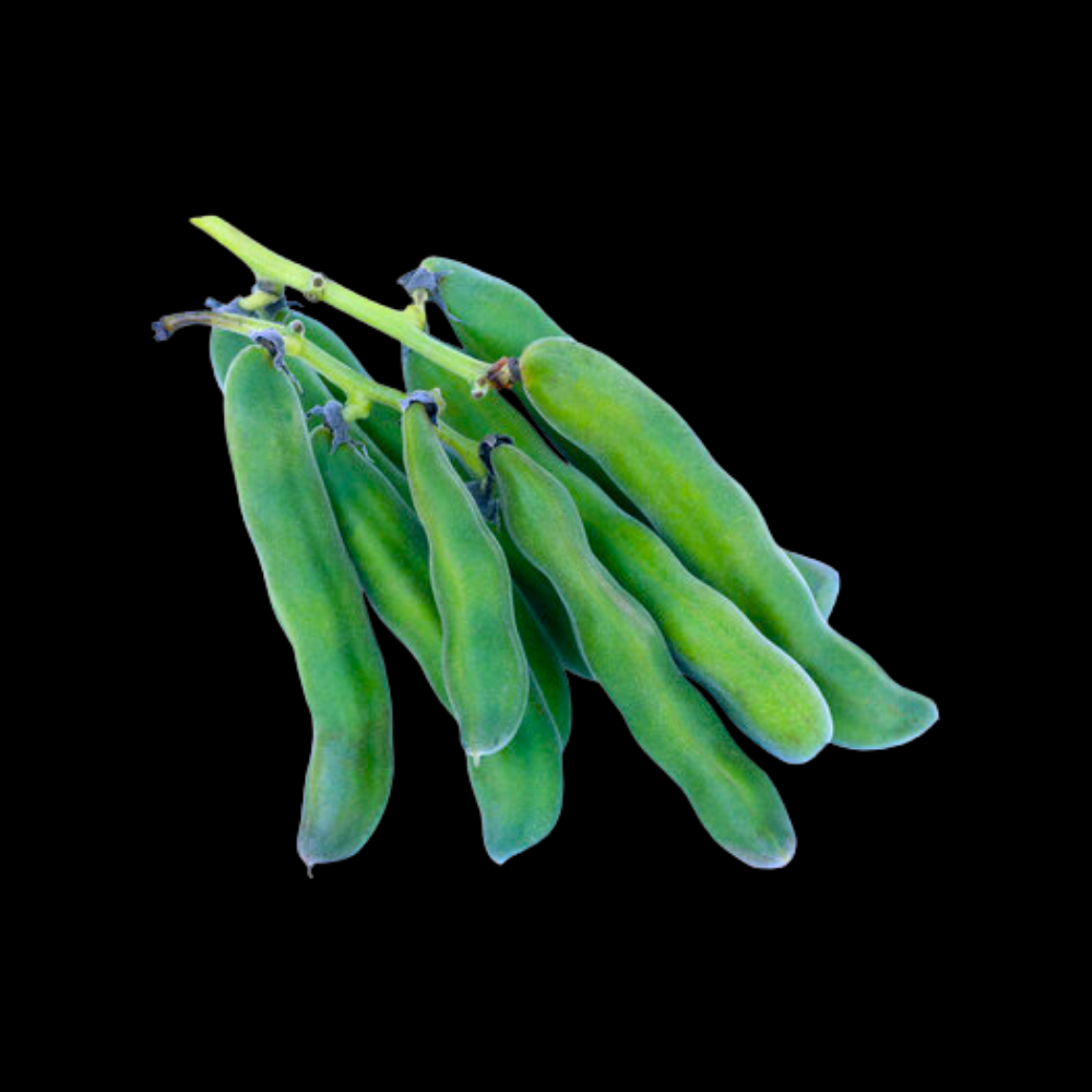 பூனைக்காலி - Velvet Beans
