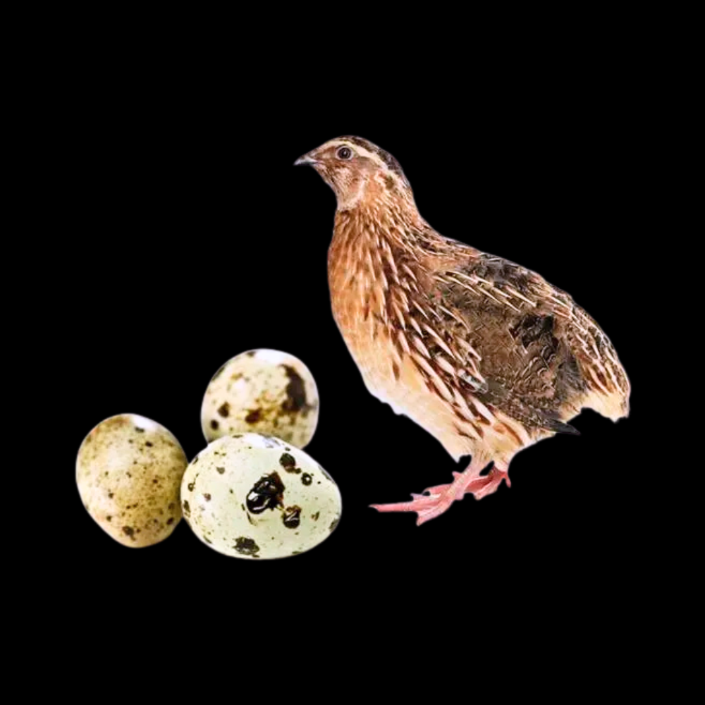 Eggs - Kaadai (Quil)