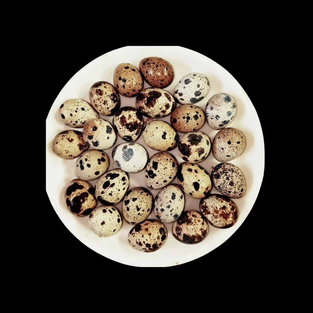 Eggs - Kaadai (Quil)