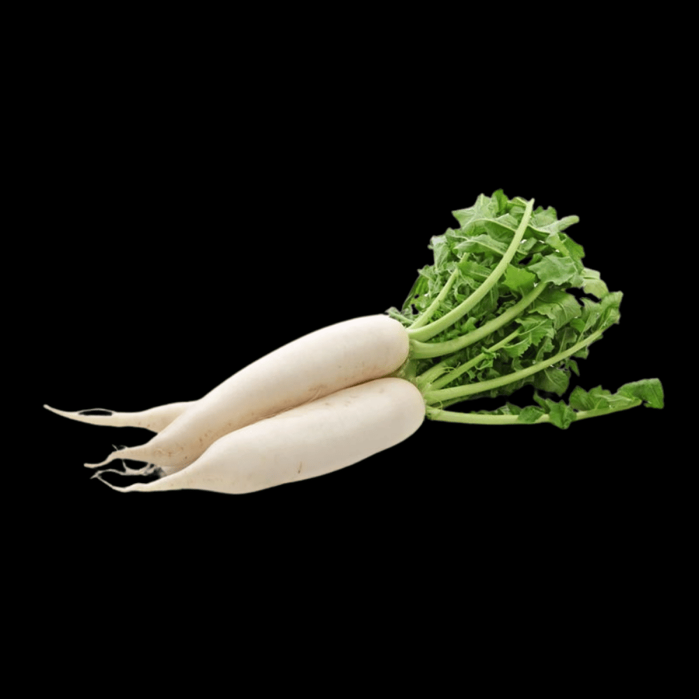 முள்ளங்கி - Radish