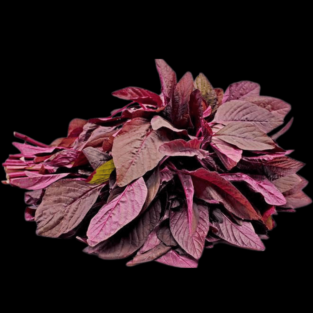 சிவப்பு தண்டு கீரை - Red Stem lettuce