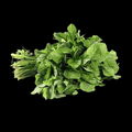 தண்டு கீரை (Thandu Keerai) - Amaranth Leaves