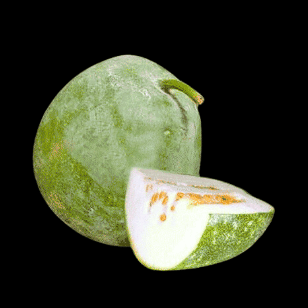 வெள்ளை பூசணி - White Pumkin
